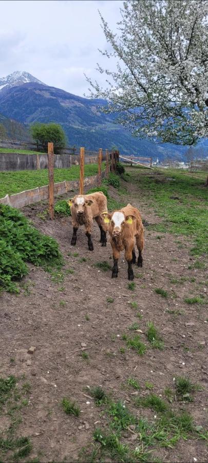 Biohof Untermar Obervellach